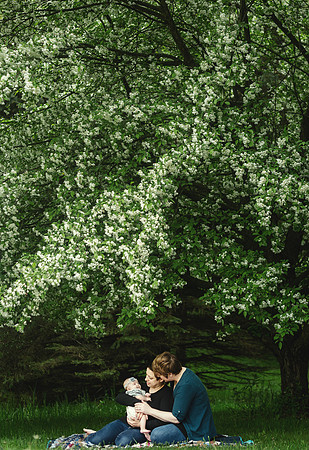 apple blossoms